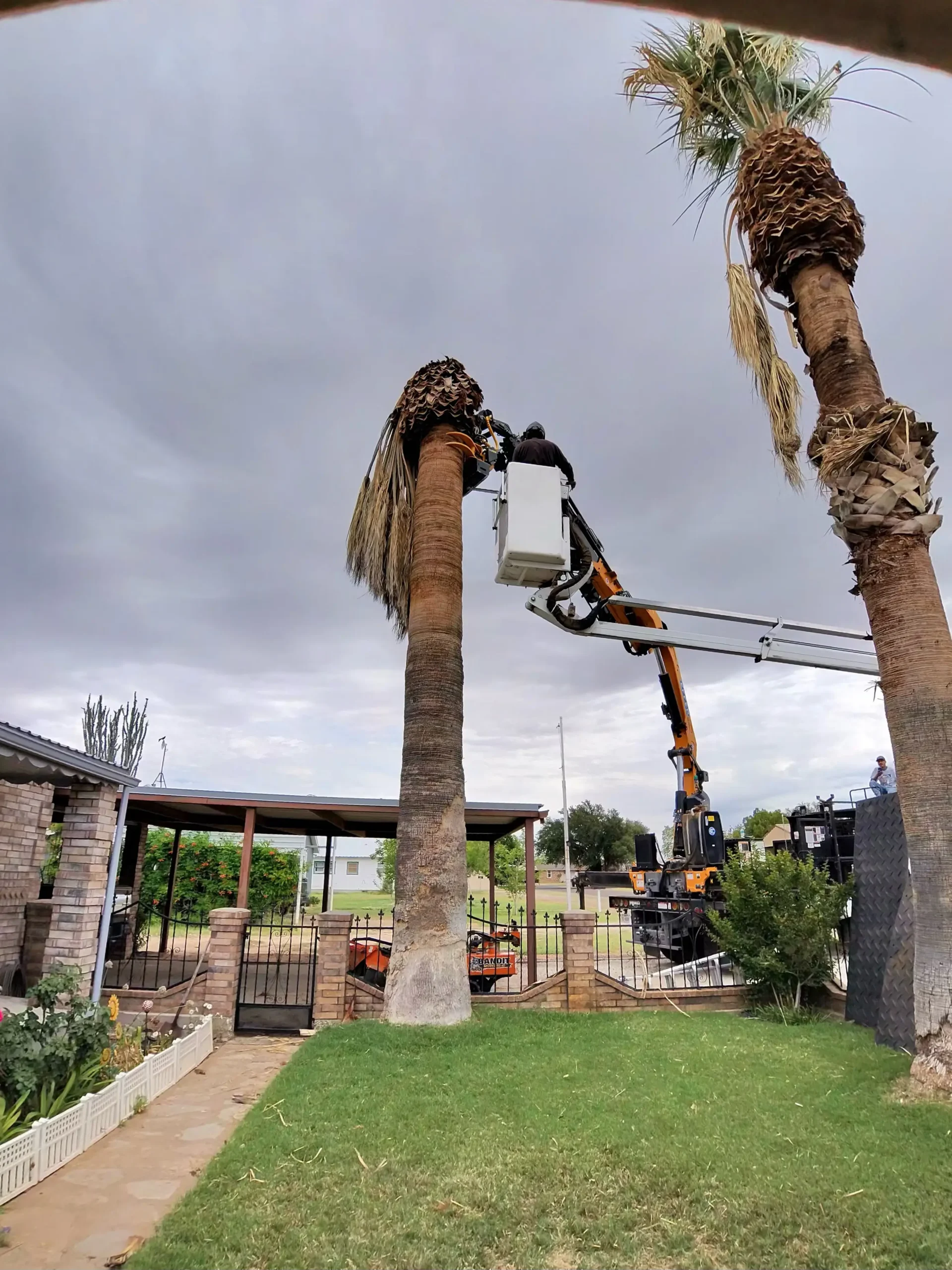Palm Tree Removal & Pruning — West Texas Tree Removal