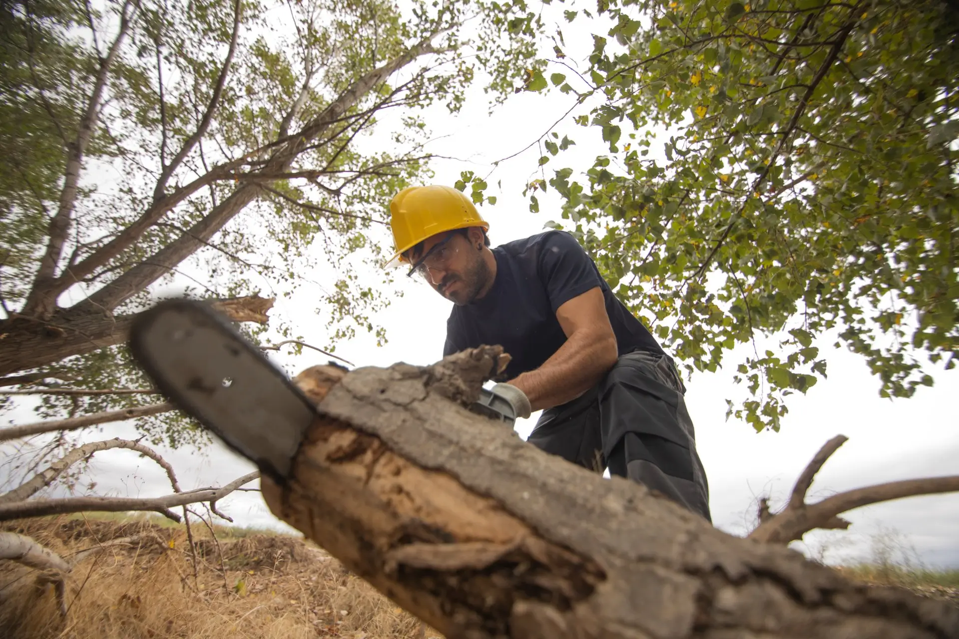 Tree Removal — West Texas Tree Removal
